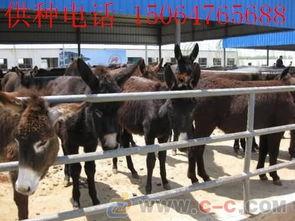 二驴爆料聊城事件视频,揭秘聊城事件背后真相 第2张 二驴爆料聊城事件视频,揭秘聊城事件背后真相 第2张